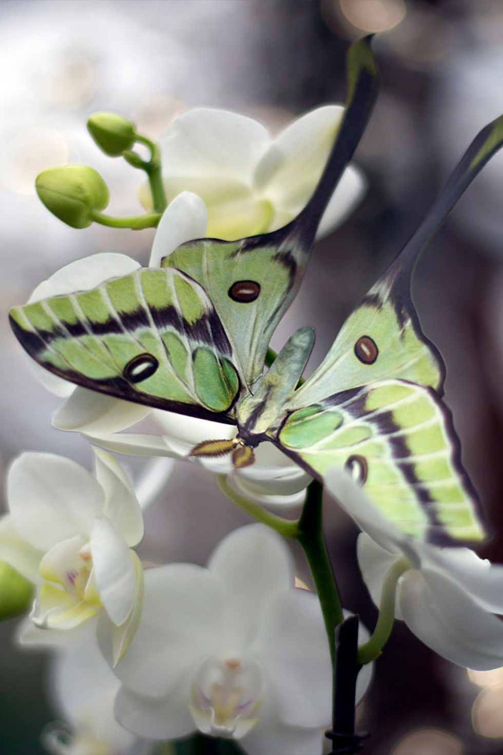 Thumbnail: Besanti Moth and Leaf Insect Set