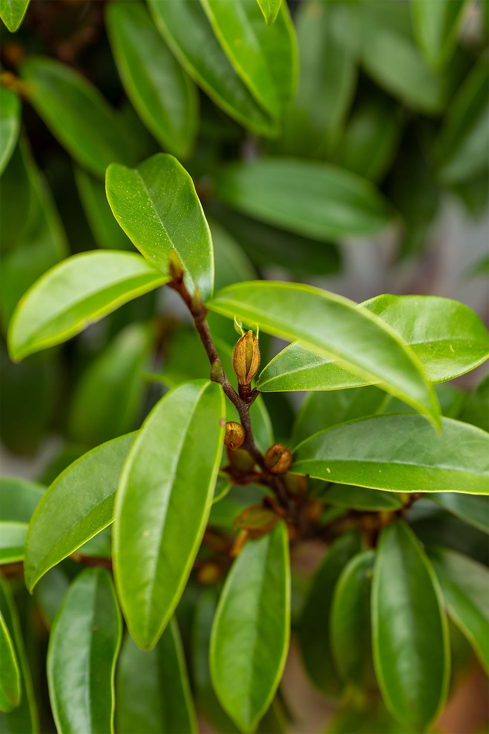 Thumbnail: Magnolia 'Banana Shrub': Stellar Ruby