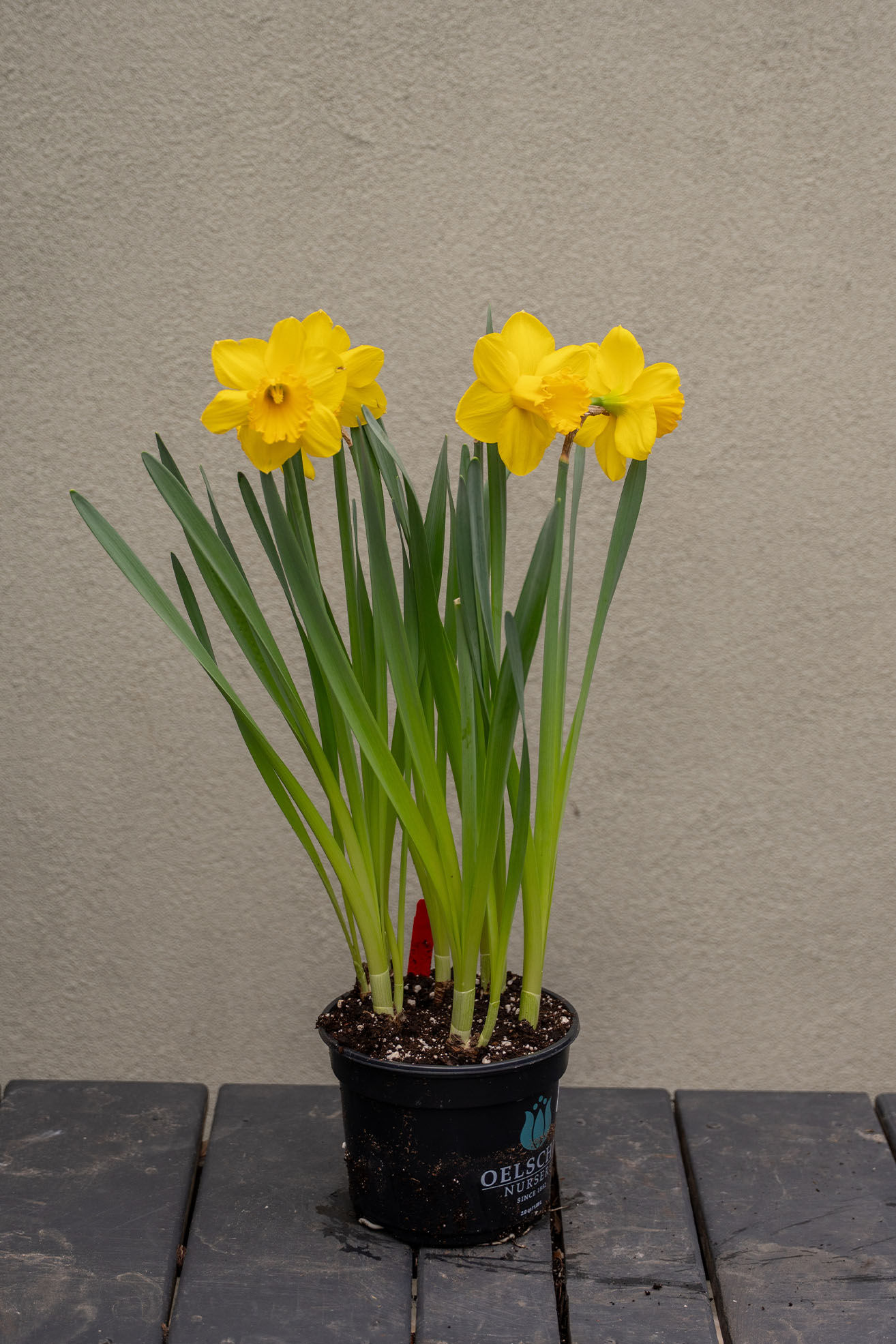 Daffodil 'Primeur'