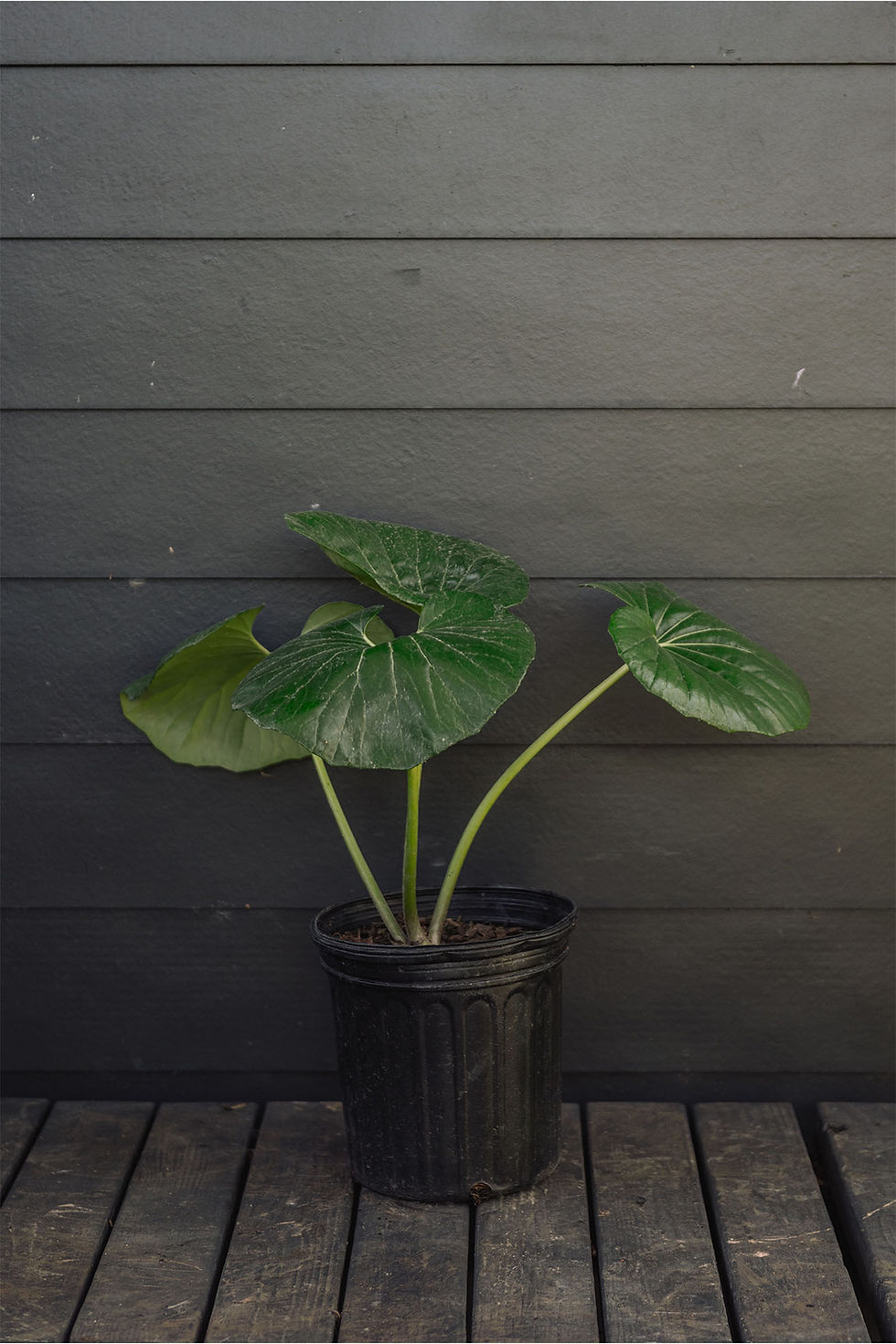 Thumbnail: Farfugium 'Leopard Plant': Giganteum