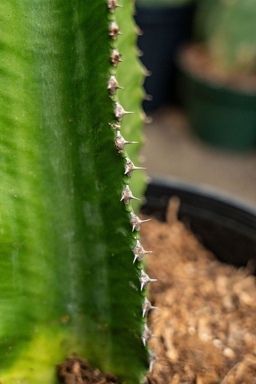 Thumbnail: Euphorbia 'Ingens' Cactus