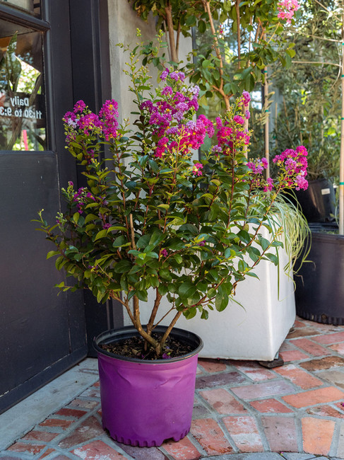Crape myrtle purple magic in a 3 gallon pot. The leaves are shiny and dark green and the flowers are magenta to pink in color with ruffled, paper petals. Crape myrtle sitting on the brick patio at Meeting Green in Charlesotn, SC.