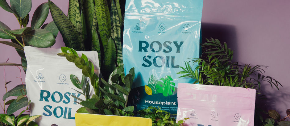 Rosy Soil with various houseplants at Meeting Green in Charleston
