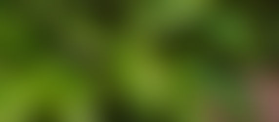 Cold Hardy Tropicals in Charleston