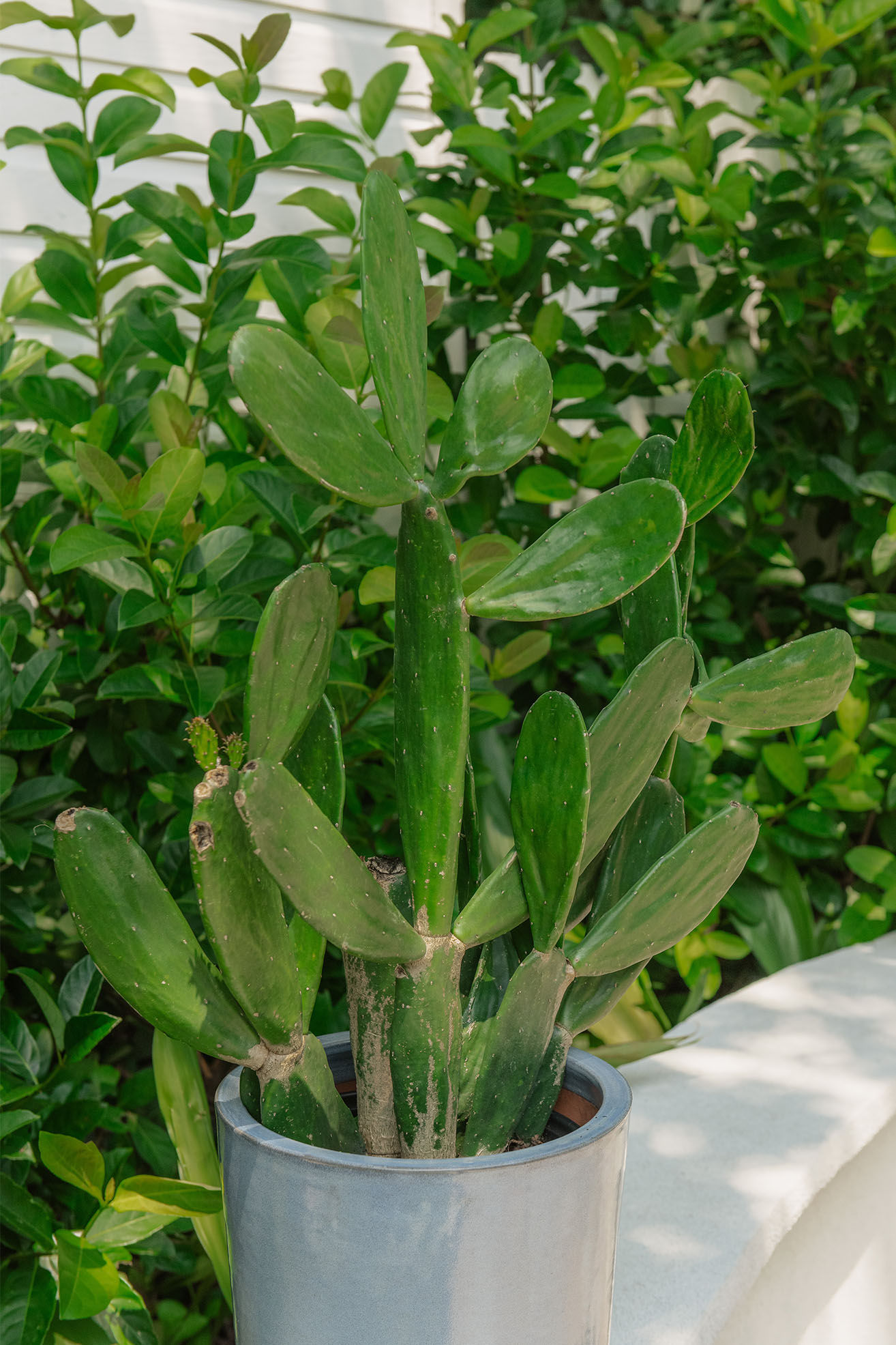 Opuntia ‘Prickly Pear’ Cactus