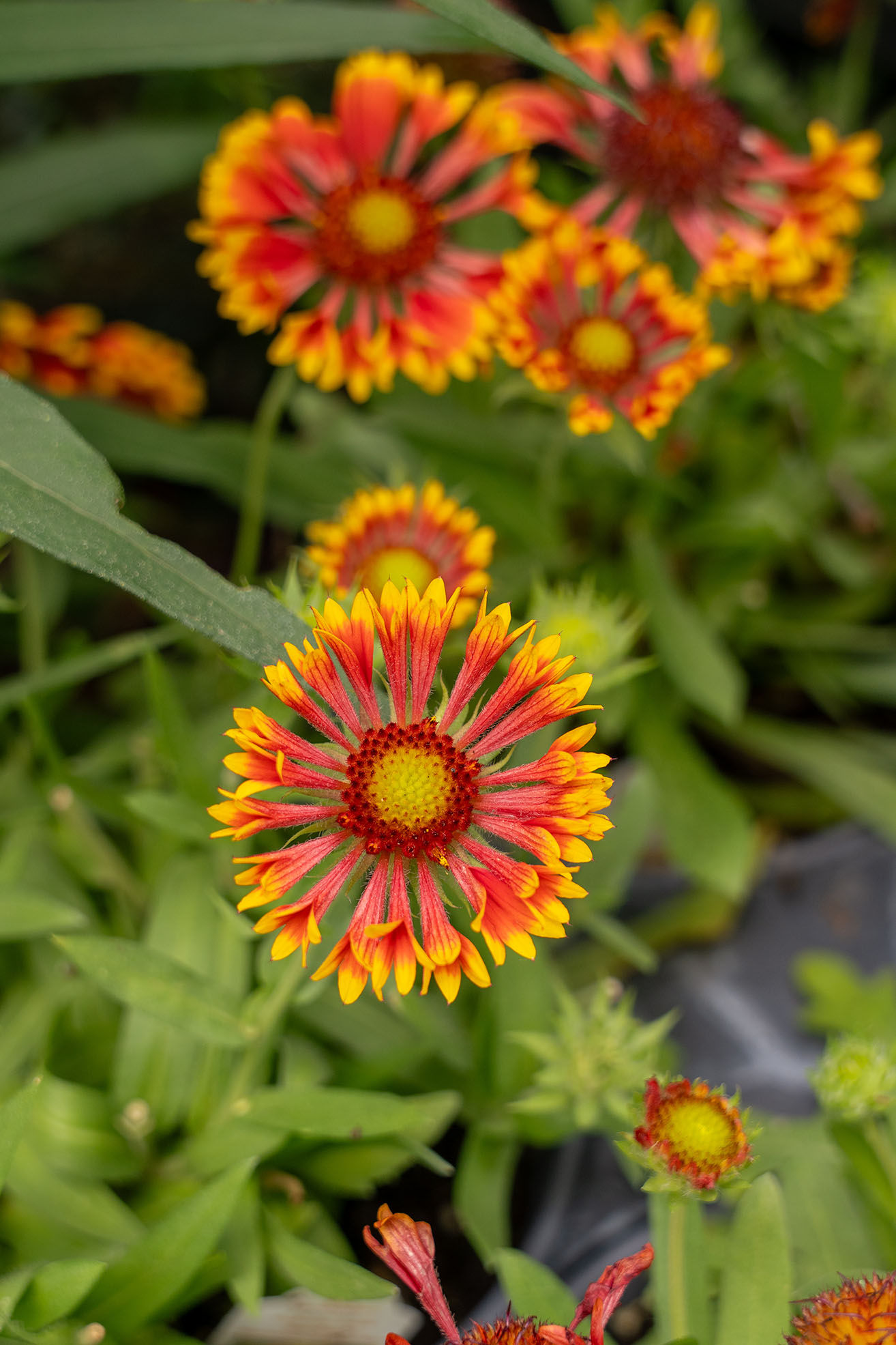 Gaillardia 'Blanket Flower': Spintop Copper Sun
