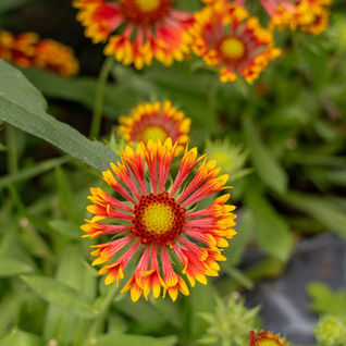 Gaillardia blooms with a yellow and dark red center, red petals with yellow tips, and bright green leaves. Blanket flower is a salt tolerant perennial pollinator plant that blooms through the summer. 1 gallon blanket flower varieties sold at Meeting Green in Charleston, SC.