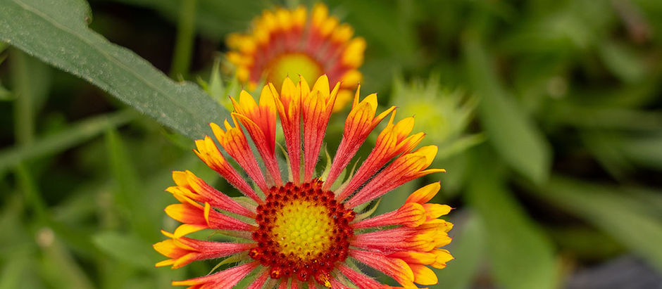Gaillardia blooms with a yellow and dark red center, red petals with yellow tips, and bright green leaves. Blanket flower is a salt tolerant perennial pollinator plant that blooms through the summer. 1 gallon blanket flower varieties sold at Meeting Green in Charleston, SC.