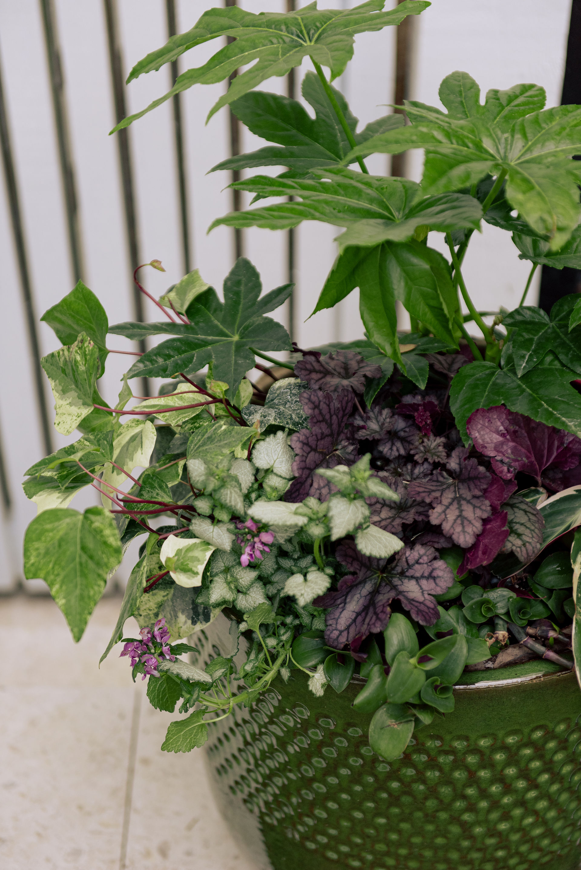 A close up of variegated ivy, purple and silver lamium spilling out of a green pot designed by Meeting Green in Charleston, SC.