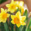 Thumbnail: Daffodil 'Pinza'