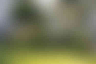 Charleston Landscaping cottage garden with roses, hydrangeas, and agapanthus by Meeting Green