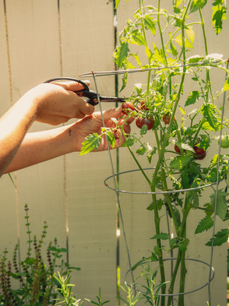 Barebones Garden Scissors harvesting a ripe tomato from a tomato plant in a landscape designed and installed by Meeting Green in Charleston, SC.