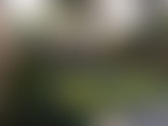 Charleston, SC backyard landscape  with turf, a paver patio, concrete bed with ledge lighting, japanese maples, azaleas, camellias, and other lush evergreen perennials. 