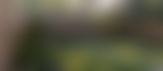 Charleston, SC backyard landscape  with turf, a paver patio, concrete bed with ledge lighting, japanese maples, azaleas, camellias, and other lush evergreen perennials. 