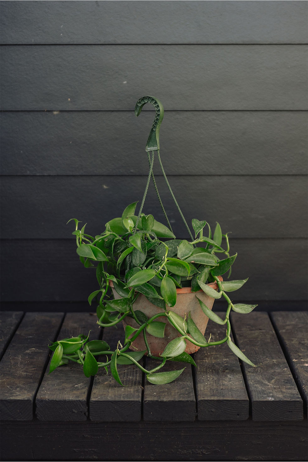 Vanilla ‘Vanilla Bean’ Orchid