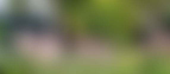 Create Fall Interest in the Garden with Grasses