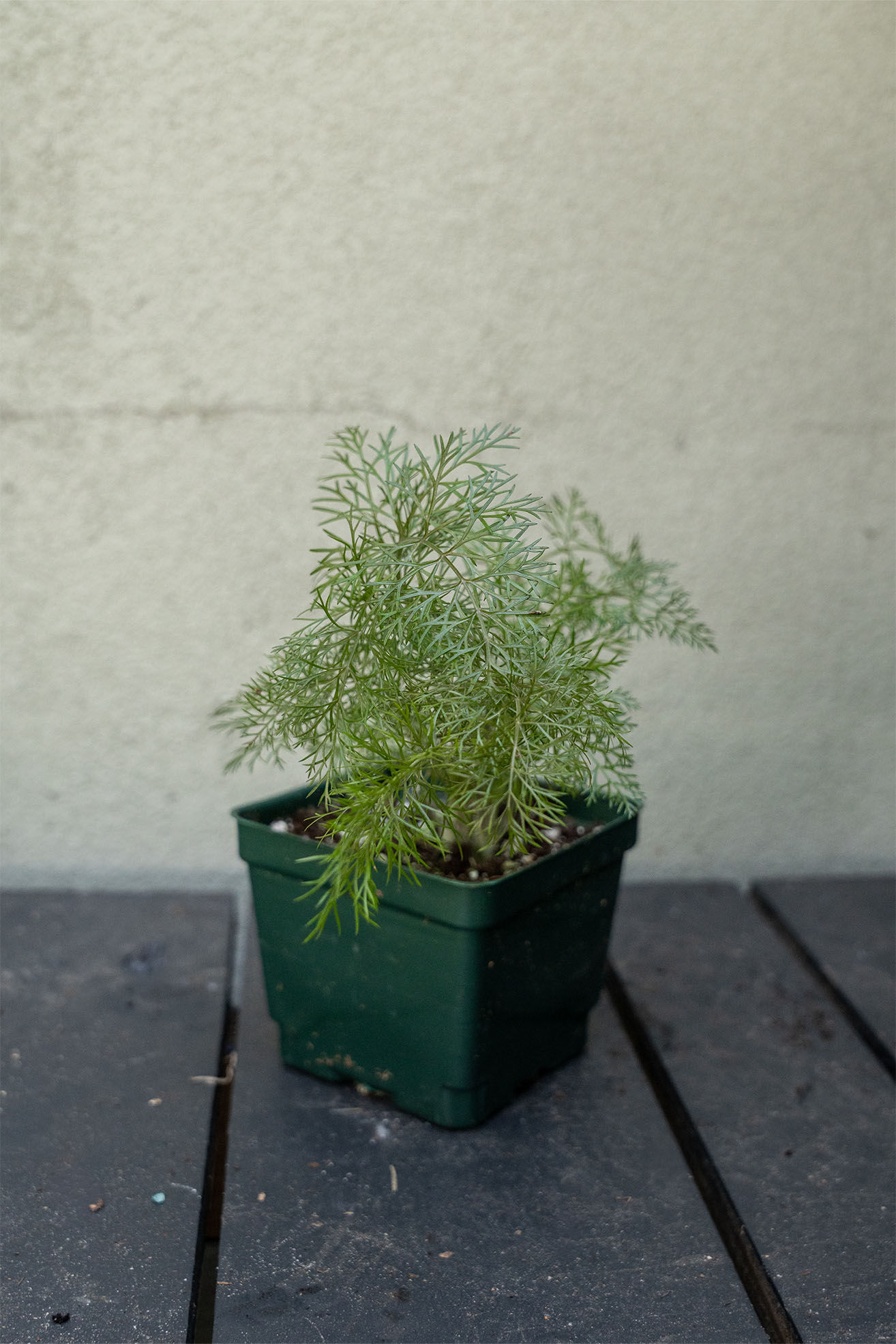 Foeniculum 'Fennel': Bronze