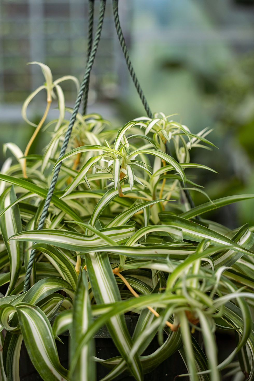 Thumbnail: Spider Plant 'Bonnie'