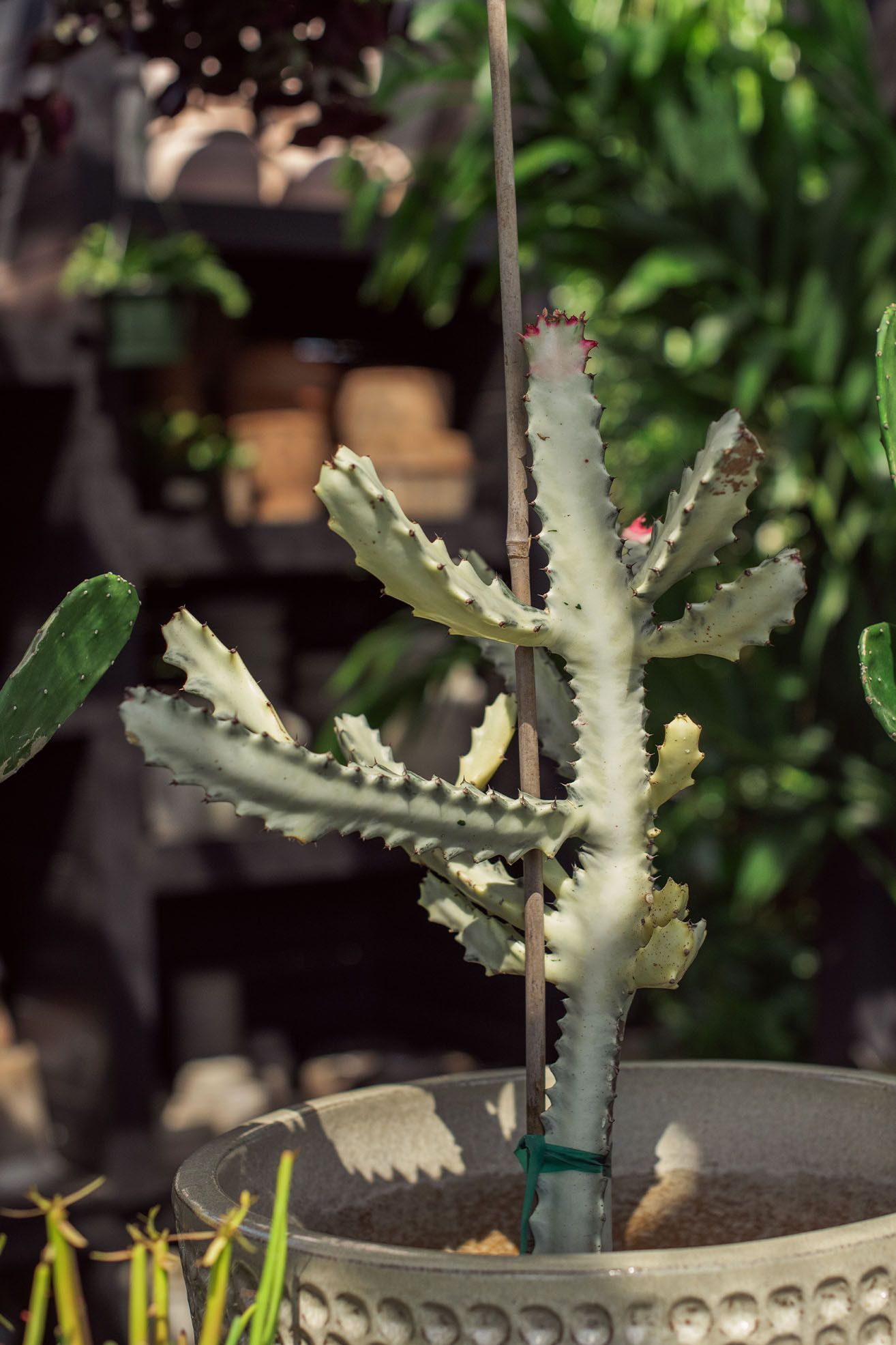 Euphorbia 'White Ghost' Cactus