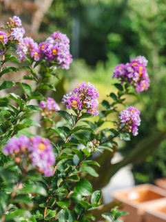 Blooming Crape Myrtle at Meeting Green in Charleston, SC