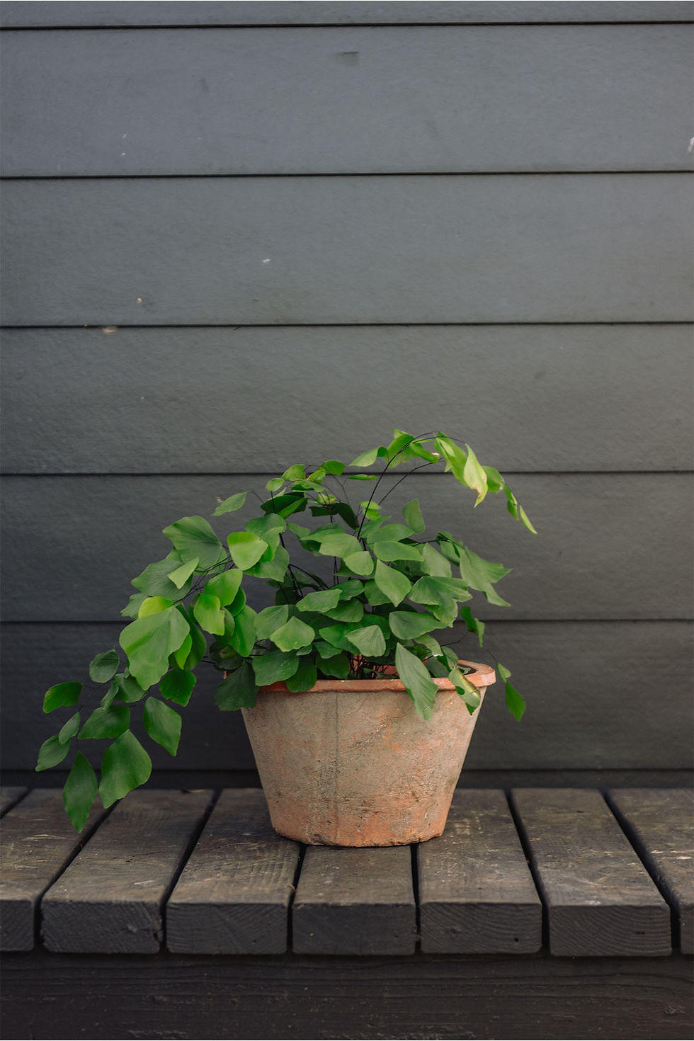 Adiantum 'Silver Dollar' Fern