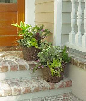 Examples of drought tolerant cultivated containers with hardy greens that can withstand low watering, located on a front stoop. Meeting Green Charleston
