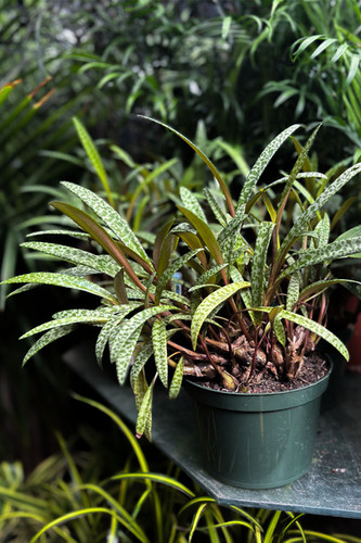 aglaonema plant Aglaonema
