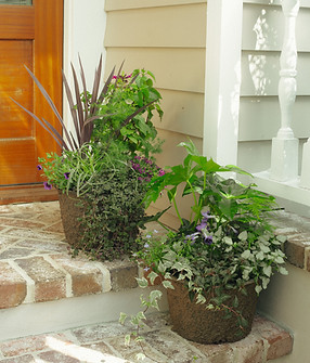 Examples of dramatic cultivated containers with grand leaves and sweeping foliage, located on a front stoop. Meeting Green Charleston