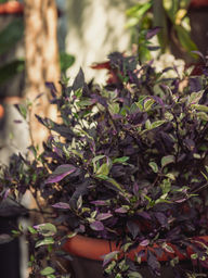 Purple ornamental peppers at Meeting Green in Charleston, SC.