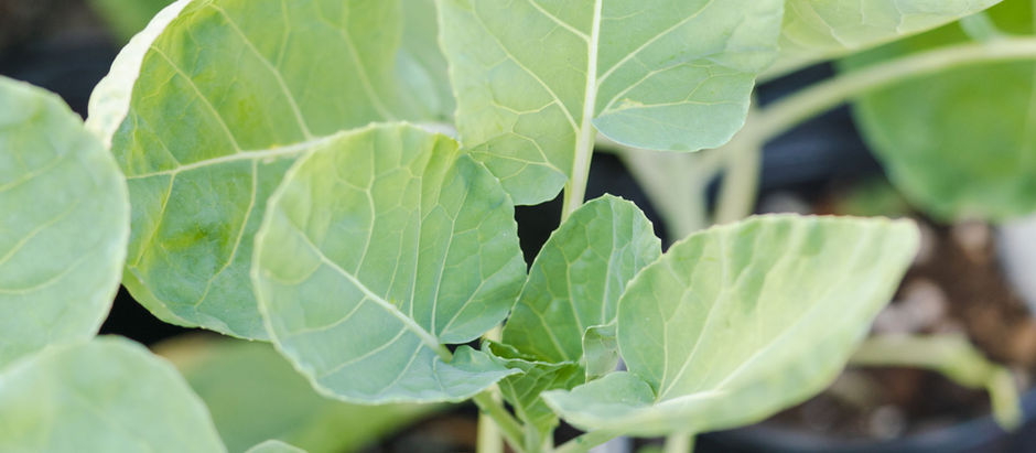 10 Vegetable Gardening Tips and Tricks from Rita's Roots