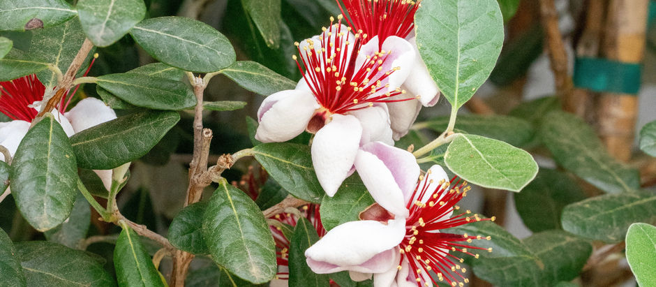 Plant Potential: Pineapple Guava