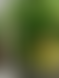 A close up of ferns and textured foliage in a shade pot designed by Meeting Green in Charleston, SC.