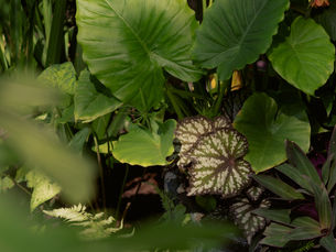 Green elephant ears and rex begonias in a pot in Charleston, SC.