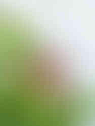 Blooming Joe-Pye Weed at Meeting Green in Charleston, SC