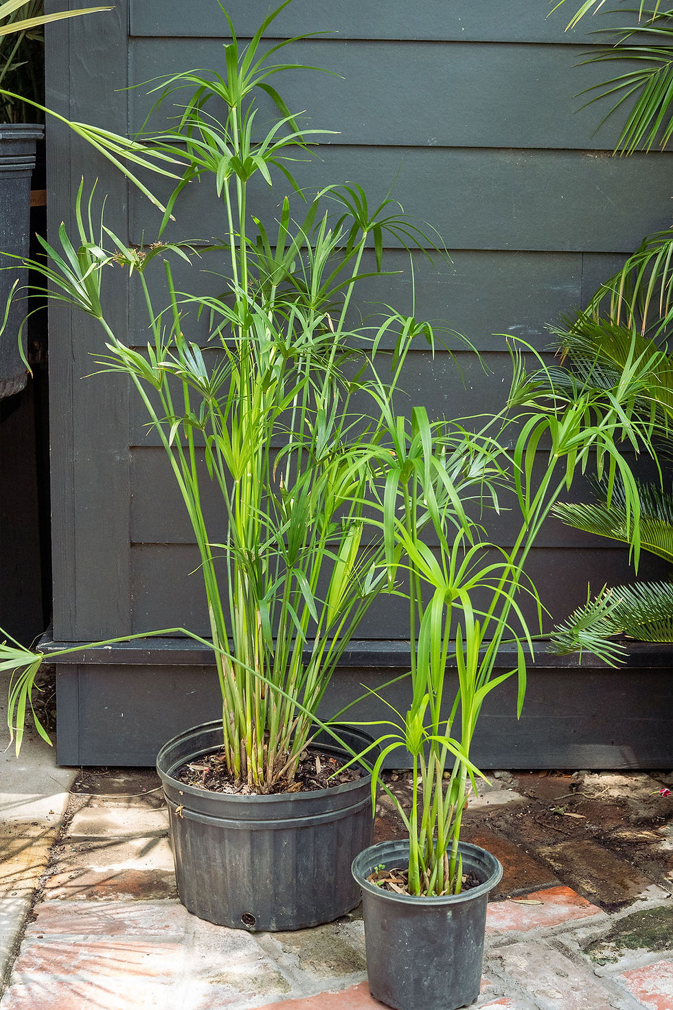 Thumbnail: Cyperus 'Umbrella Papyrus'