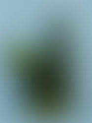 A group of low light plants at meeting green on a blue backdrop