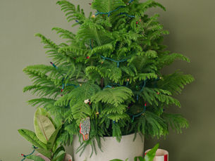 A norfolk island pine from meeting green covered in holiday lights and decor