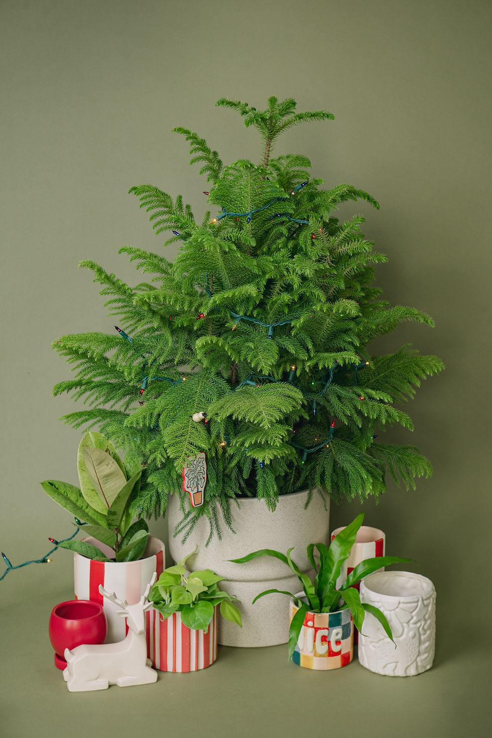 A norfolk island pine from meeting green covered in holiday lights and decor