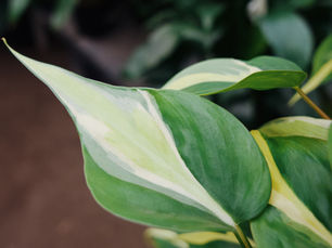5 Houseplants You Need in 2025