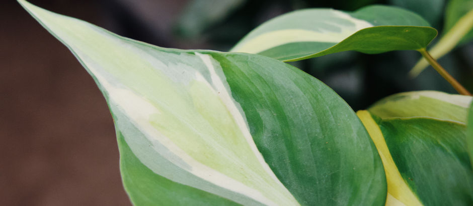5 Houseplants You Need in 2025