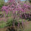 Thumbnail: Cercis 'Redbud': Pink Heartbreaker