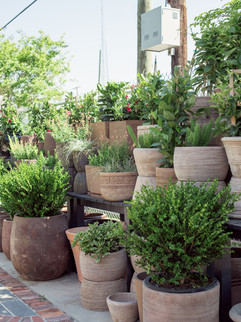 Meeting Green Charleston plant and pots