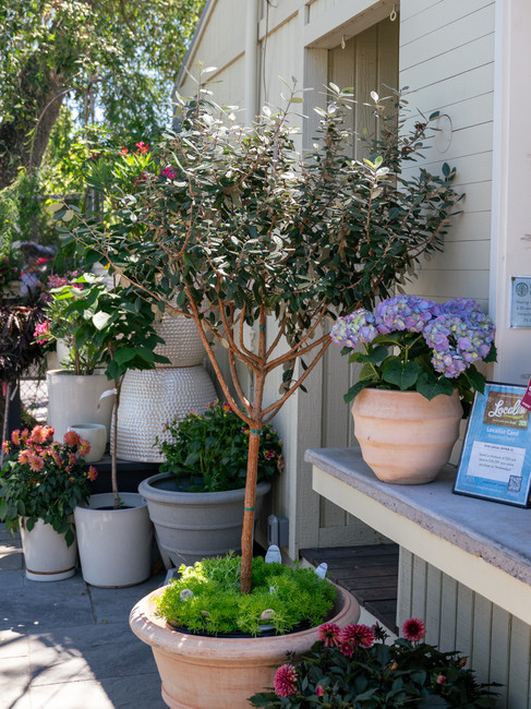 Tree form, standardized pineapple guava in a large terracotta pot at Meeting Green in Charleston, SC.