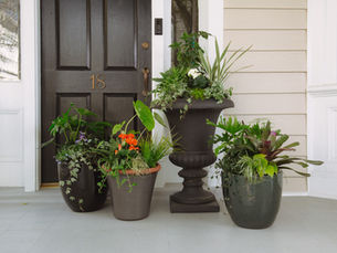 Container Gardening in Charleston