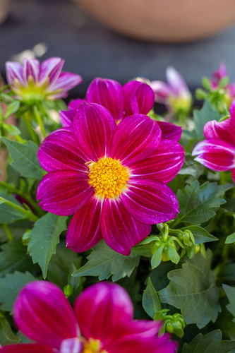 Dahlia 'Summer Bees': Purple Bicolor | Meeting Green