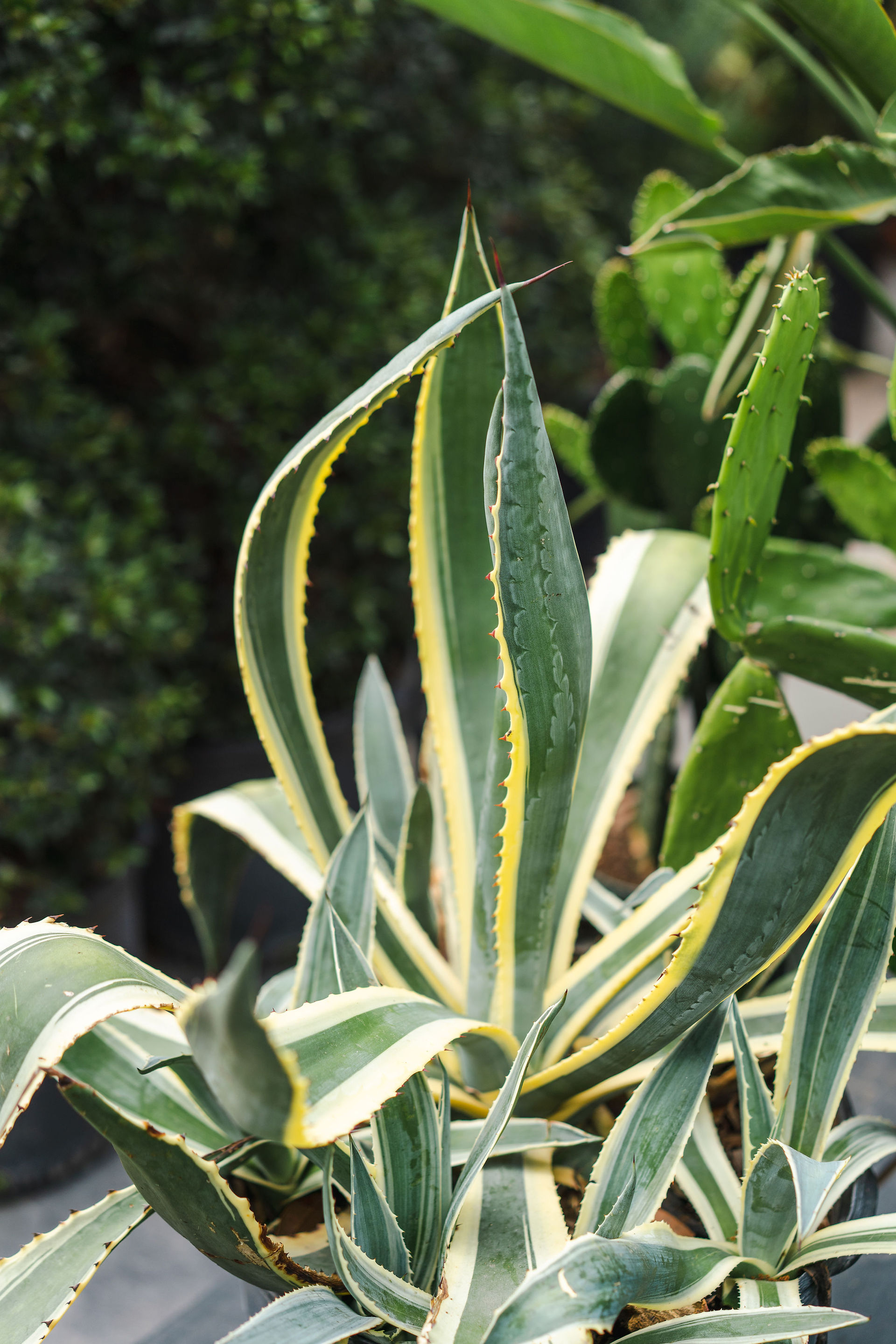 Green and yellow agave