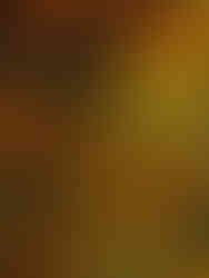 Blooming mum flowers at Meeting Green in Chalreston, SC