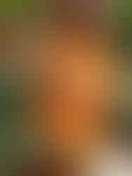 Woman pouring drink in tropical backyard patio design by Meeting Green in Charleston, SC