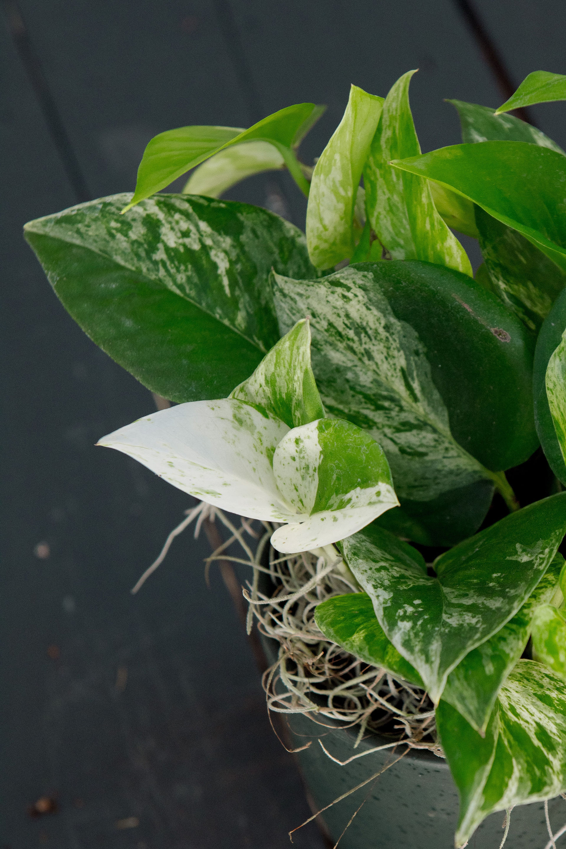 Marble Queen pothos