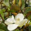 Thumbnail: Magnolia 'Bracken's Brown Beauty'